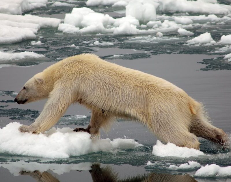 Extinción de especies