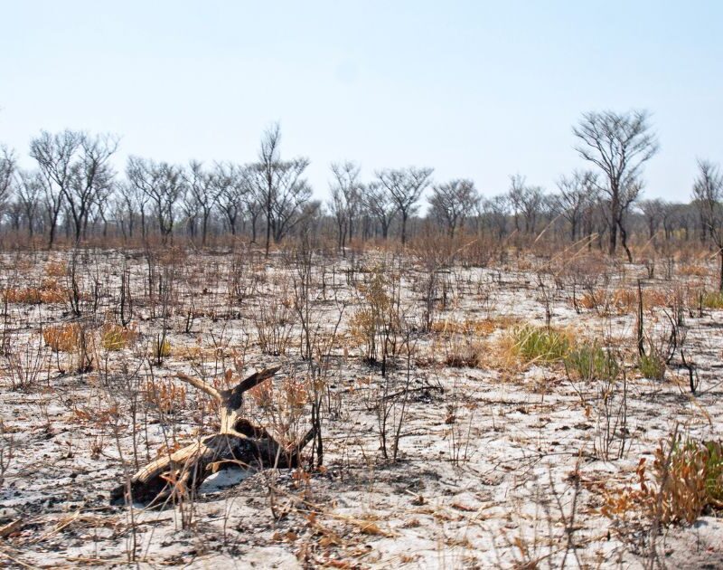 Pérdida de biodiversidad