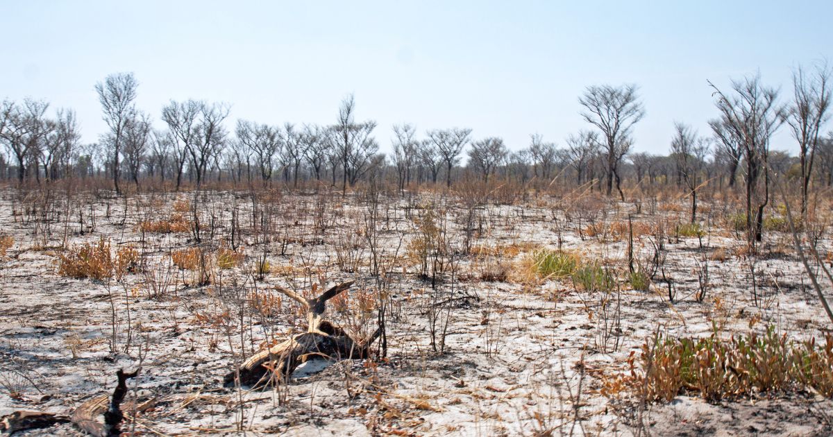 Pérdida de biodiversidad
