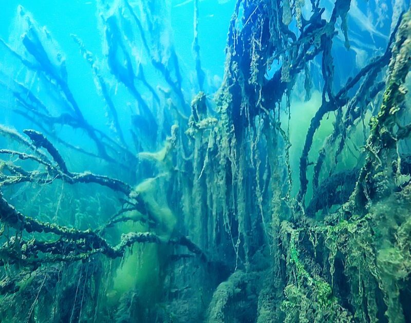 Acidificación de los océanos