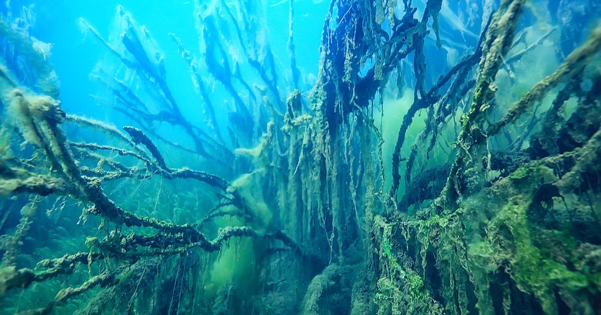 Acidificación de los océanos