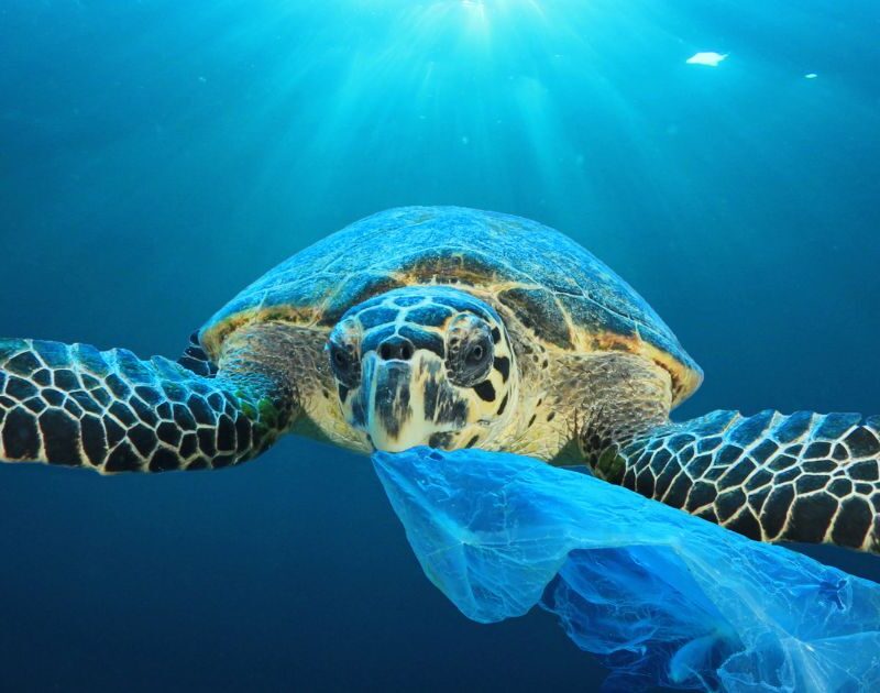 Contaminación marina