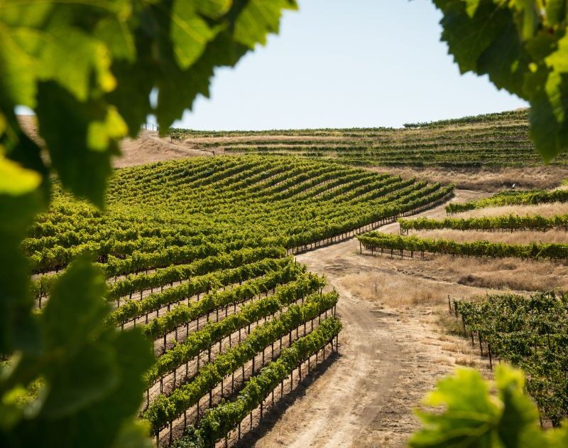 El ADN de Tierra Bobal