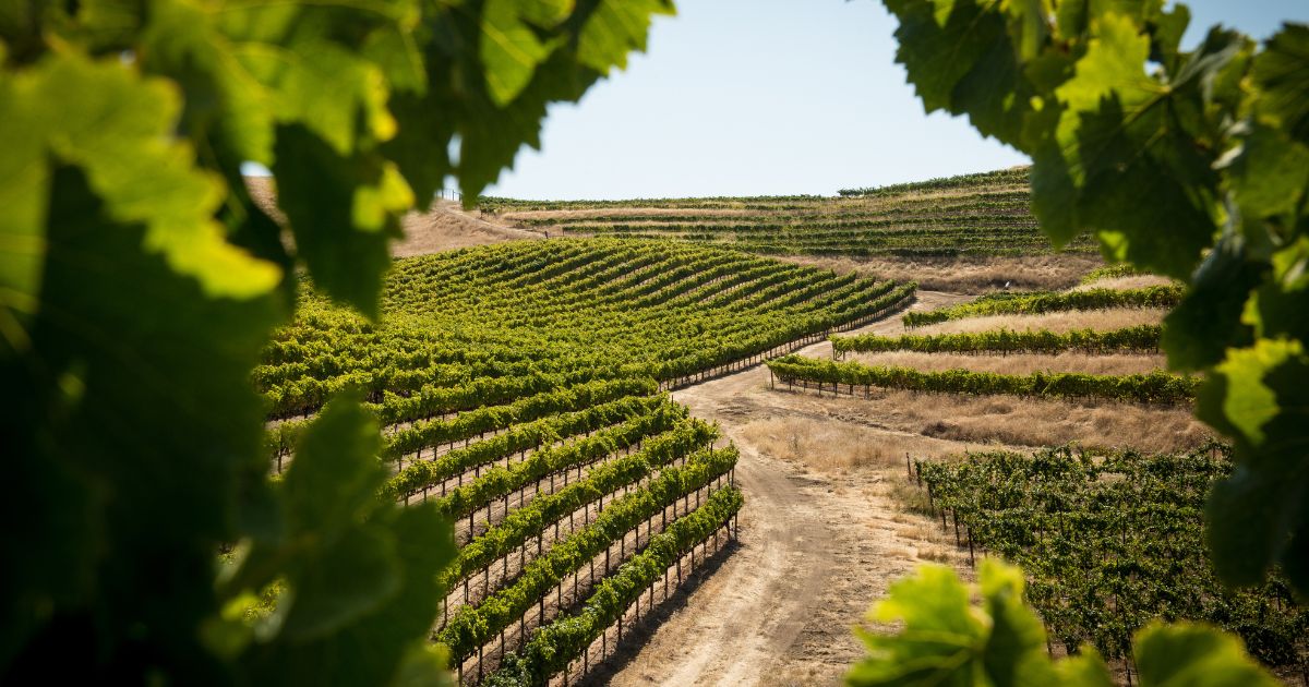 El ADN de Tierra Bobal