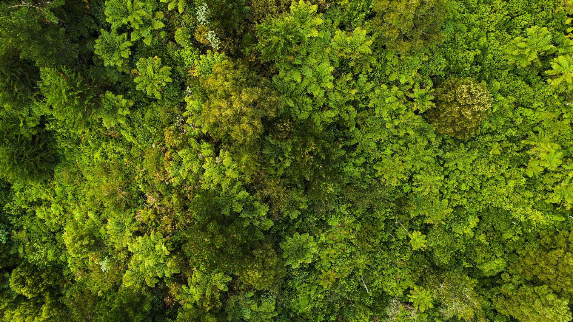Sostenibilidad ambiental